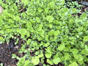 close up photo of newly sprouted clover plants.