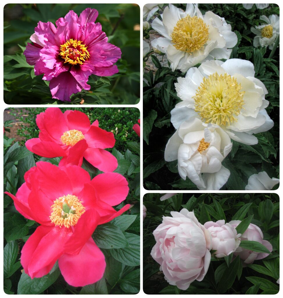 four up collage of different types of peony flowers.