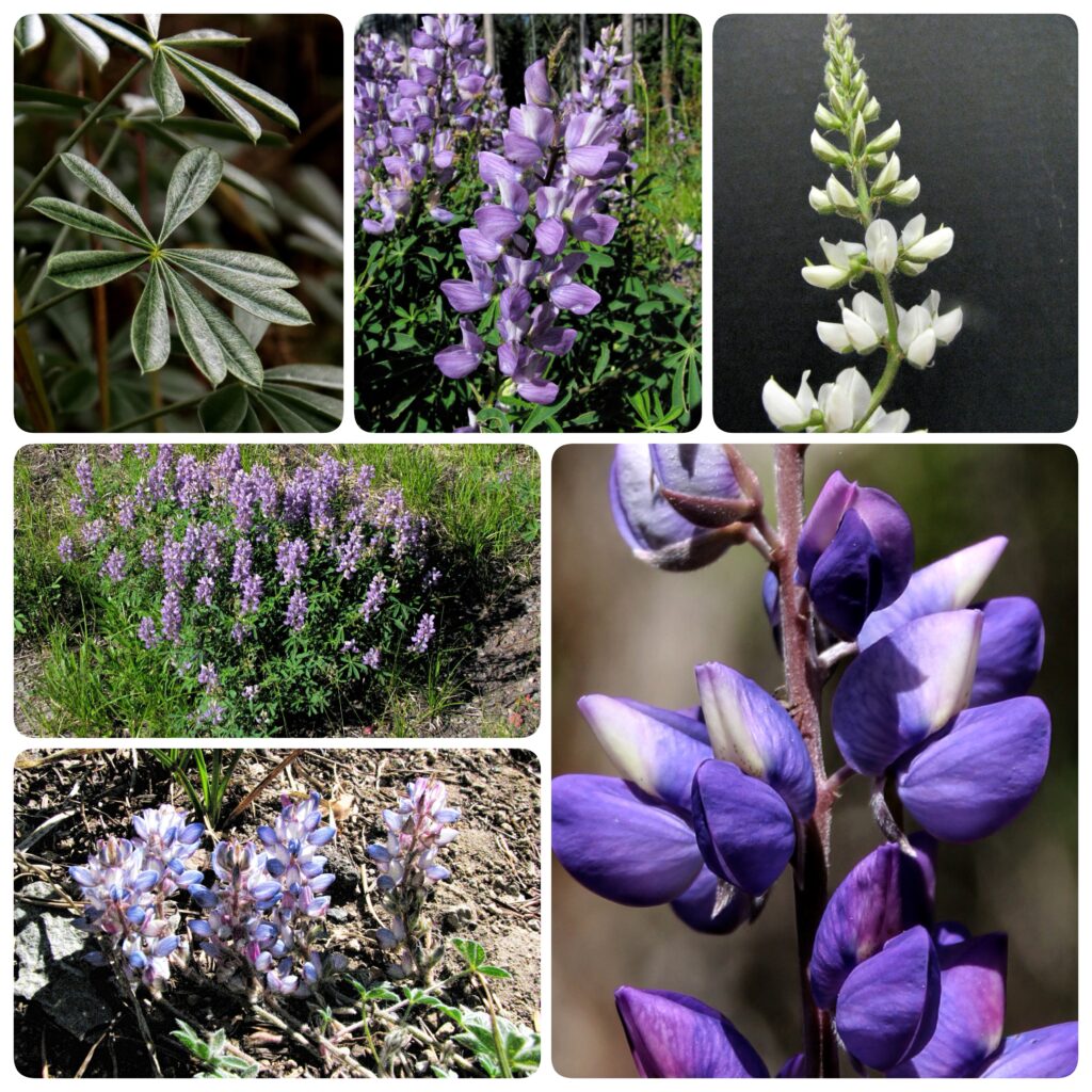 a six up collage of various lupines in shades of purple and white.