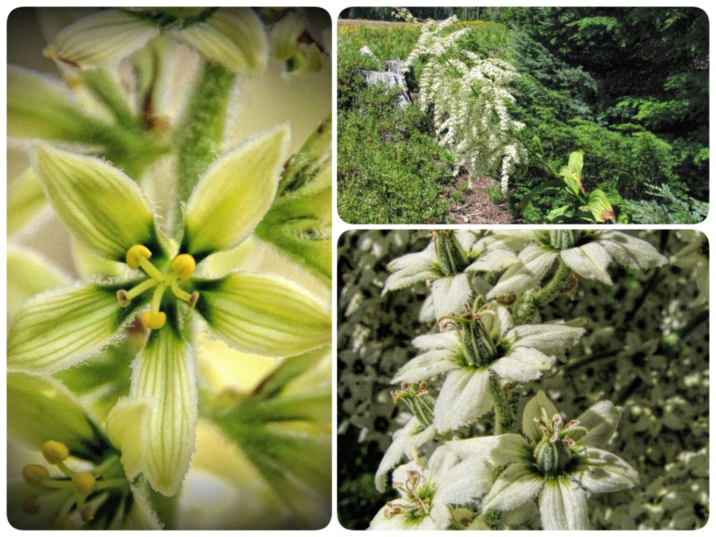 three up collage of green and white false hellebore AKA corn lilies.