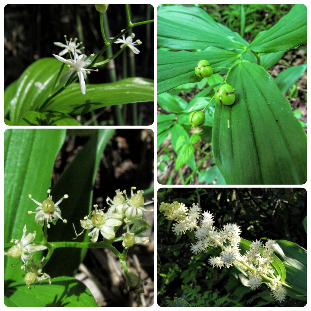 four up collage of three false solomon's seal flowers and one photo of green berries.