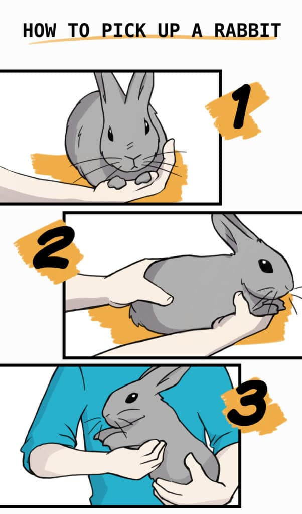 diagram showing how to properly pick up a rabbit.