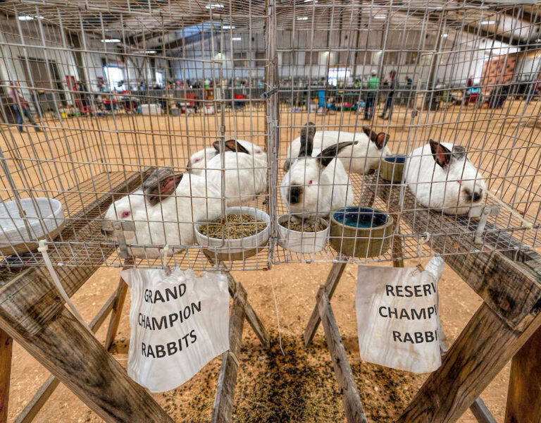 photo of several reserve champion rabbits at a rabbit show.