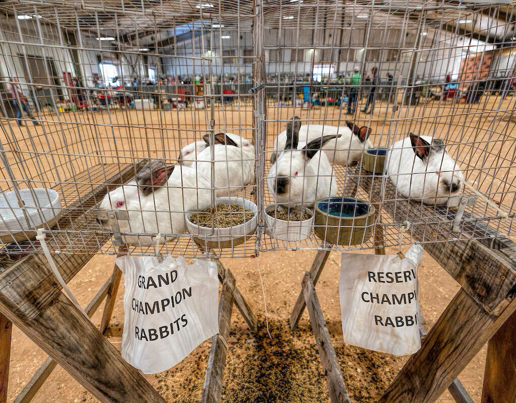 photo of several reserve champion rabbits at a rabbit show.