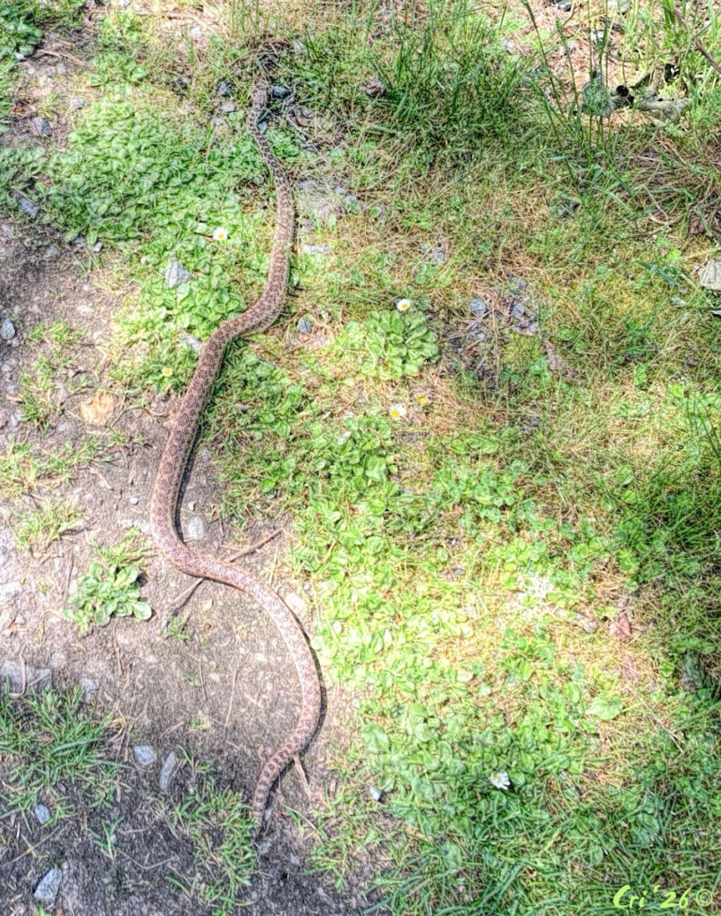 photo of a young gopher snake on spring grasses.