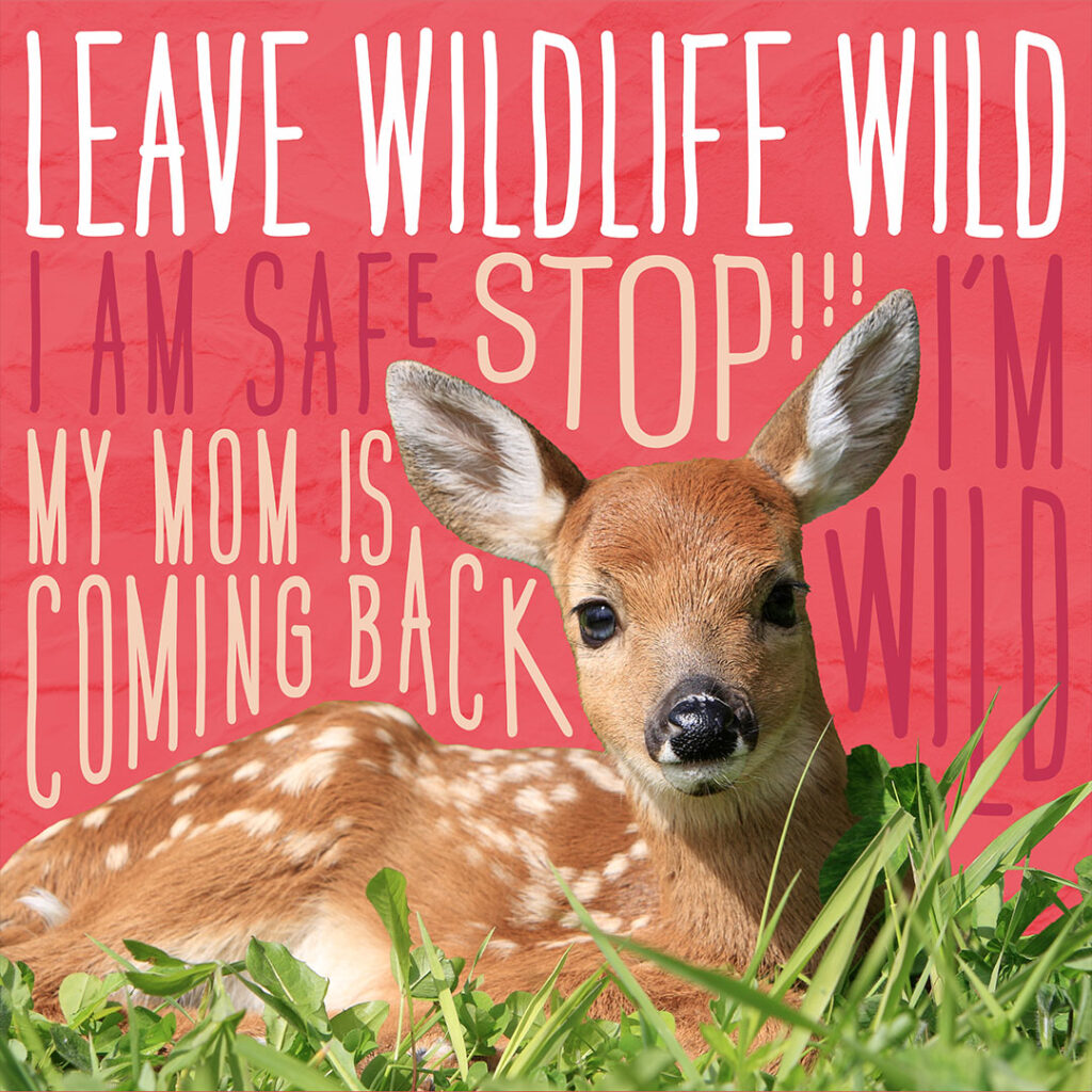 graphic of a fawn with wording "leave wildlife wild. i'm safe my mom is coming back"