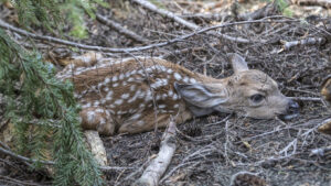 photo of a fawn laying down still on some brush among fir trees.
