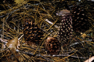 photo of a ground cone flower next to actual pine cones.