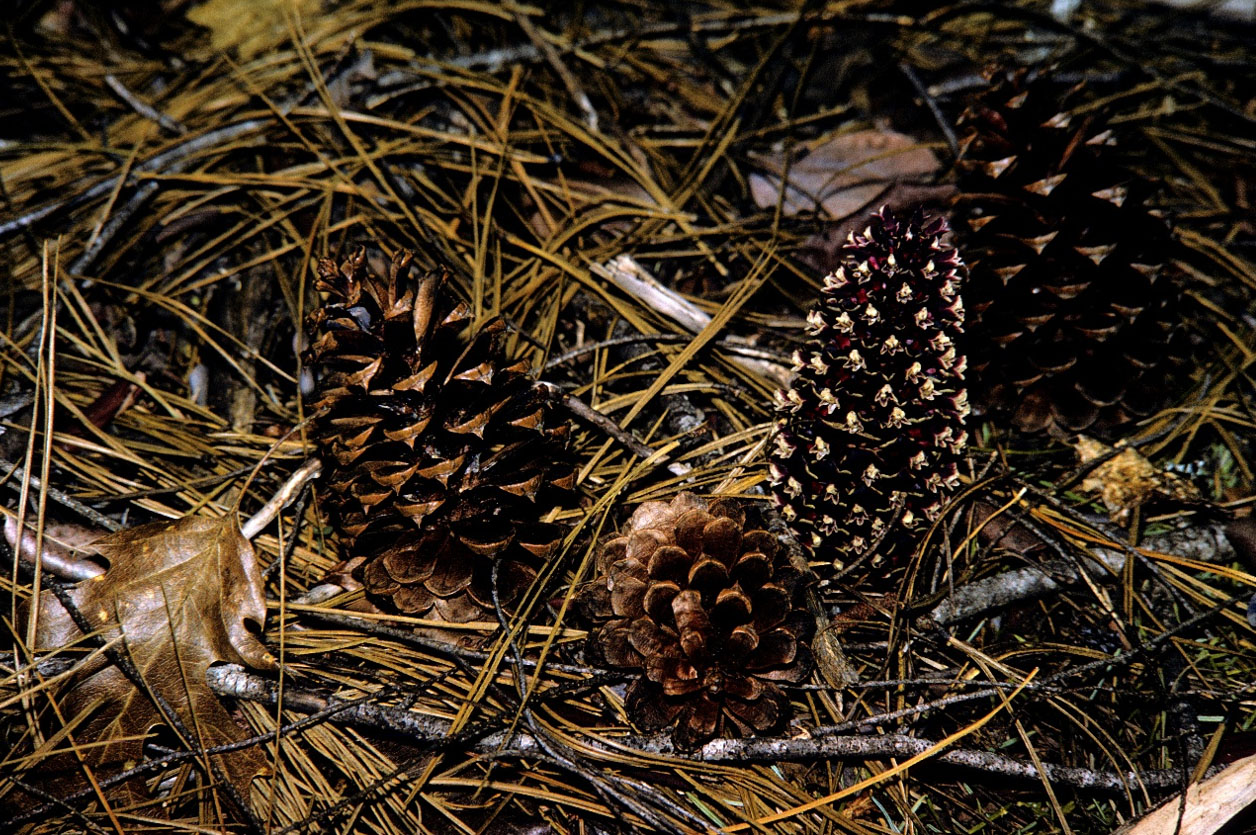 photo of a ground cone flower next to actual pine cones.