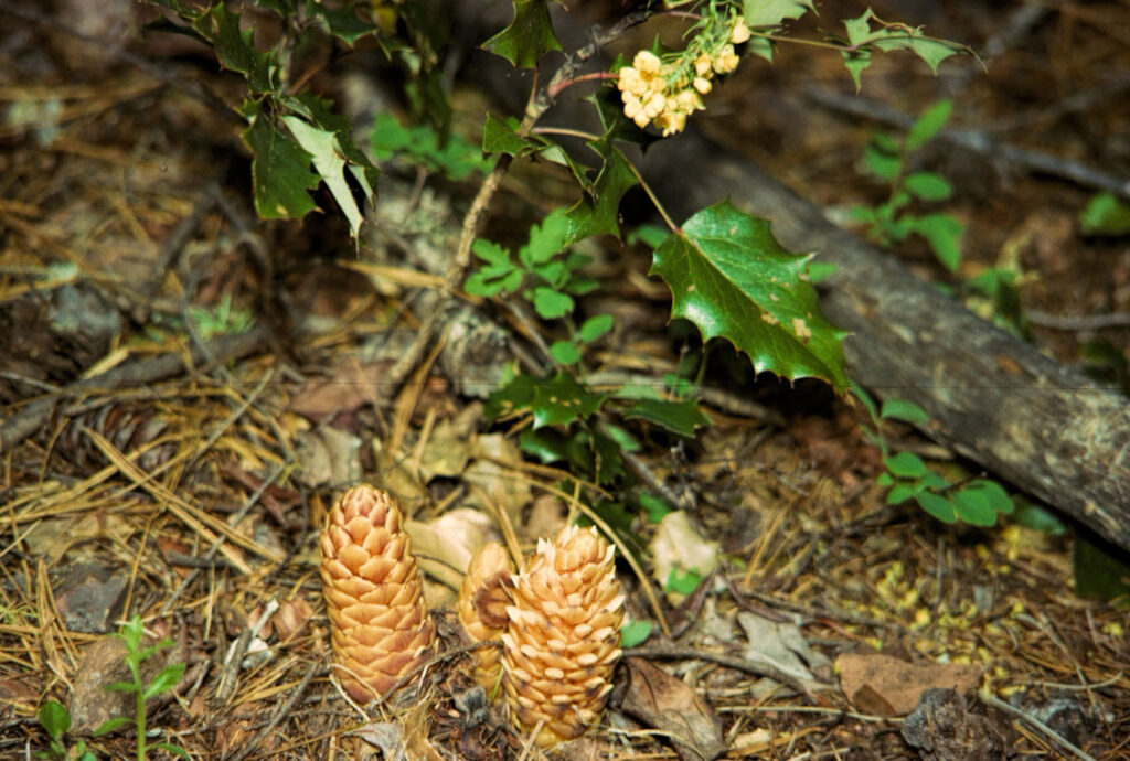 photo of two yellow ground cone flowers.