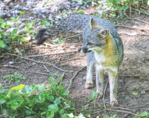 photo of a common gray fox.