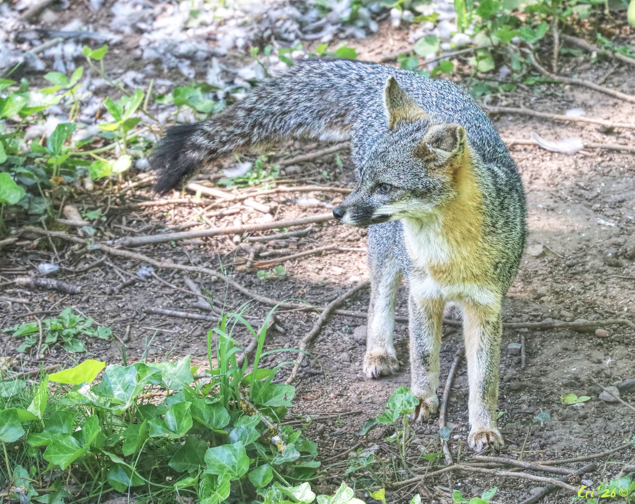 photo of a common gray fox.