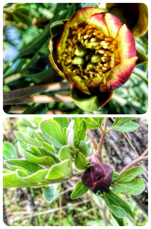 two up collage of a closed peony bud with leaves and an open peony flower.