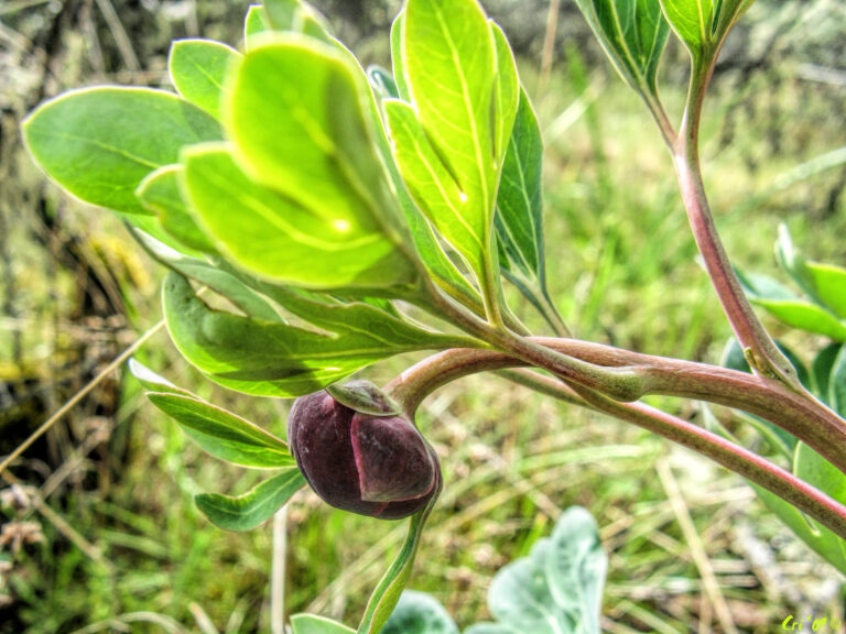 photo of a closed wild peony blossom and leaves.