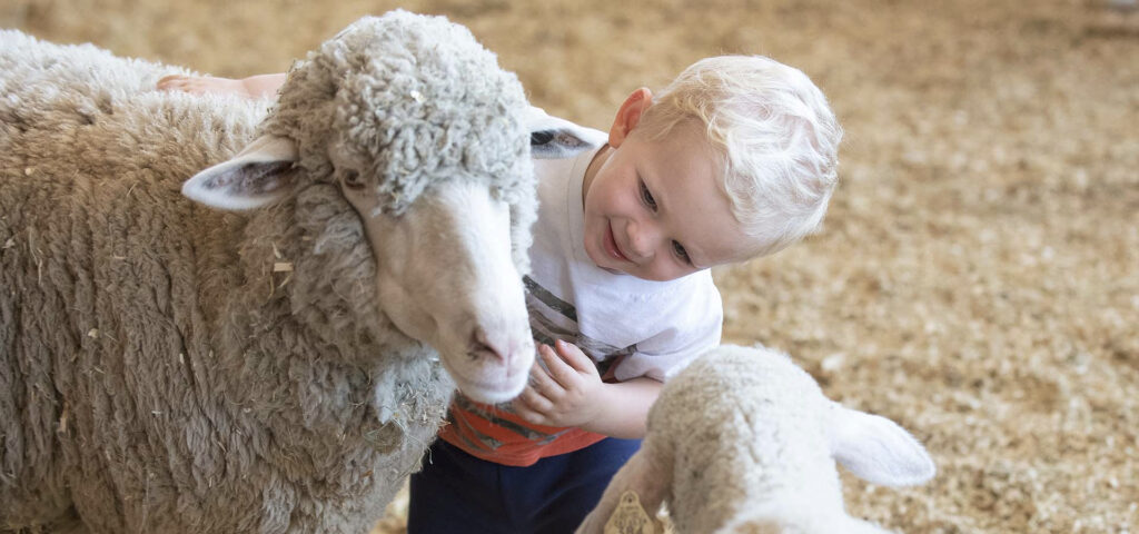 photo of a child petting a sheep at an indoor petting zoo