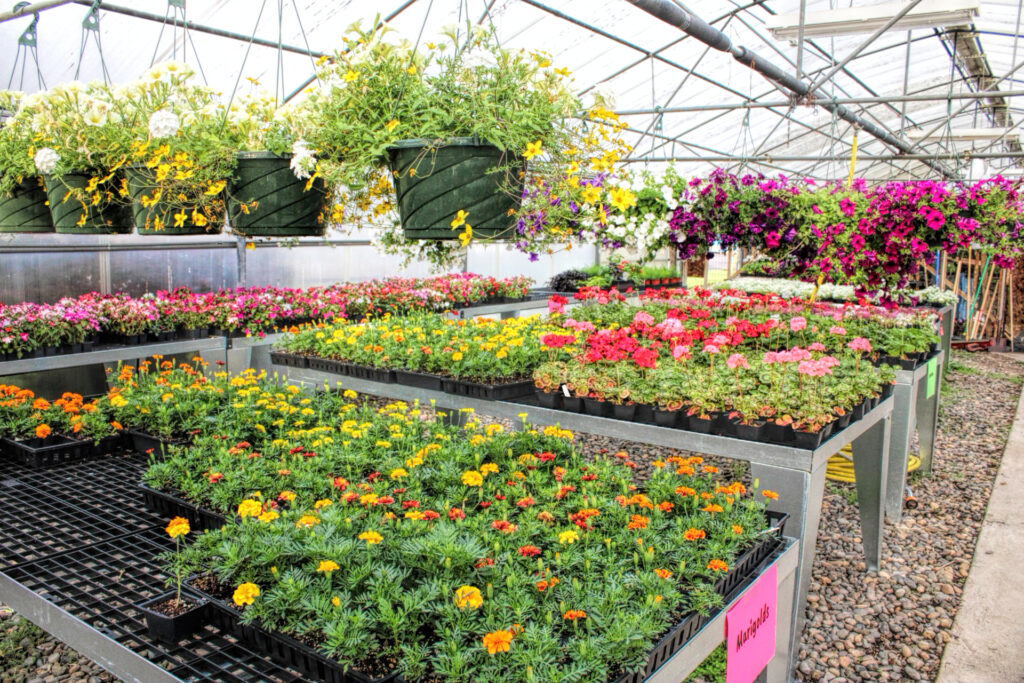 photo of several flats of bright flowers and many hanging baskets.