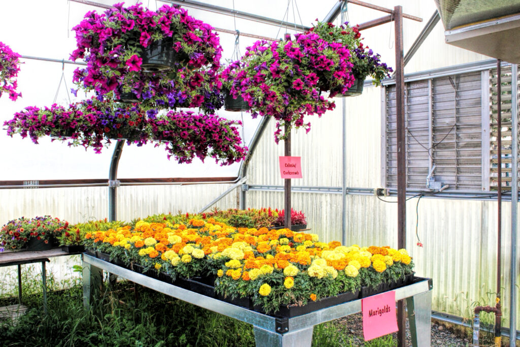 photo of flats of marigolds and large hanging baskets of bright petunias.