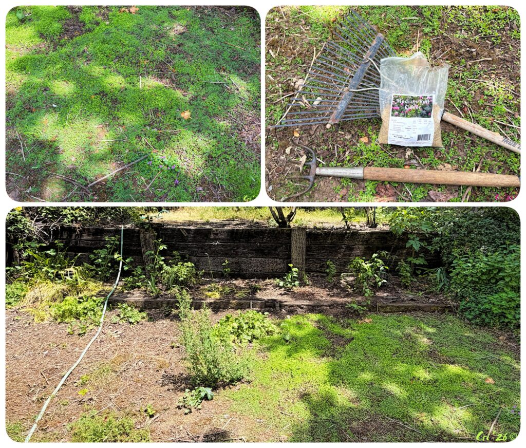 three up collage of a patch of newly sprouted clover, tools and clover seeds and a backed out photo of new clover and still bare ground.