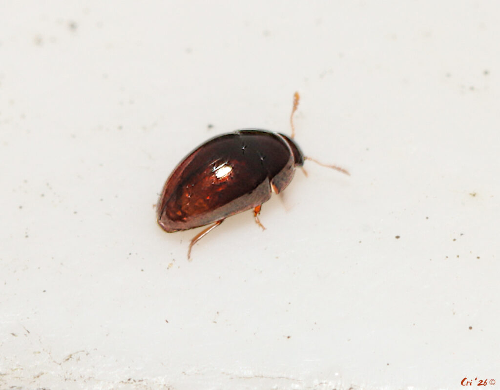macro photo of a coppery brown shining flower beetle.