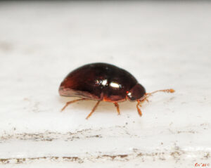 macro photo of a coppery colored, very shiny and very small beetle. they are in profile facing right.