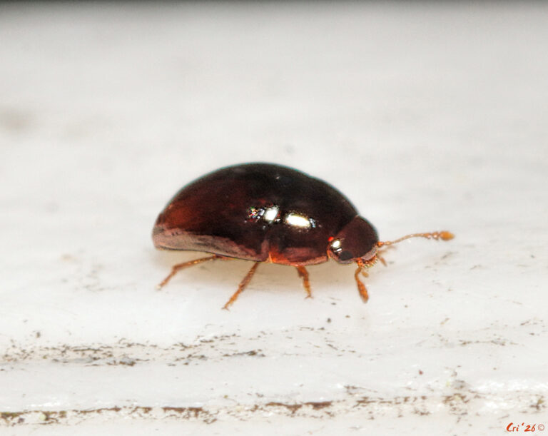 macro photo of a coppery colored, very shiny and very small beetle. they are in profile facing right.