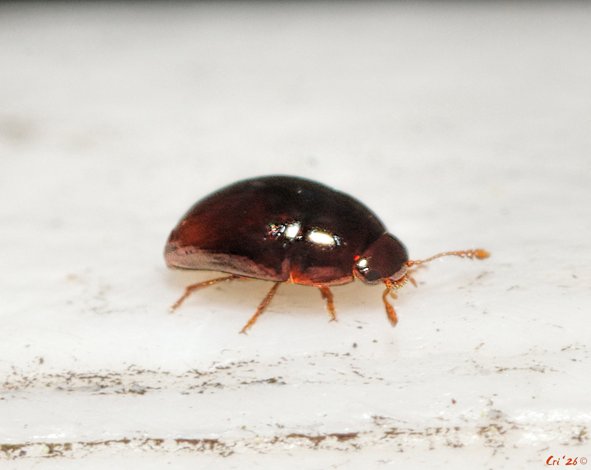 macro photo of a coppery colored, very shiny and very small beetle. they are in profile facing right.
