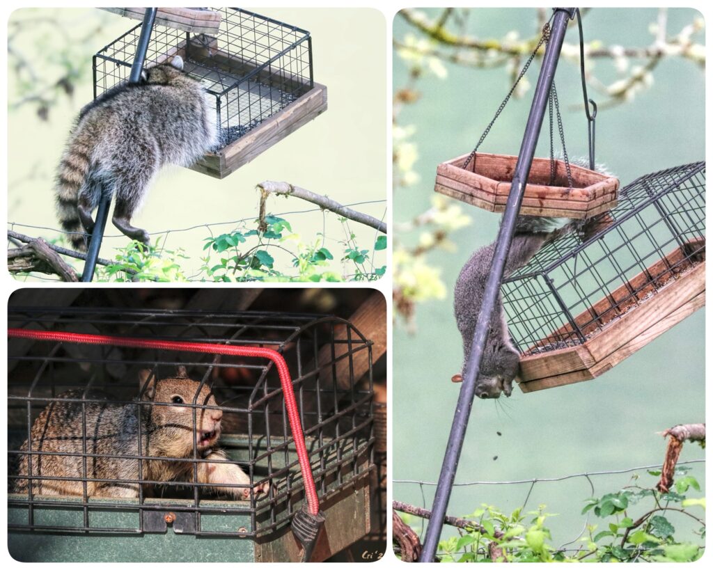 three up photo collage of a raccoon and a gray squirrel getting seeds from a caged platform feeder and a ground squirrel fully inside another caged feeder.