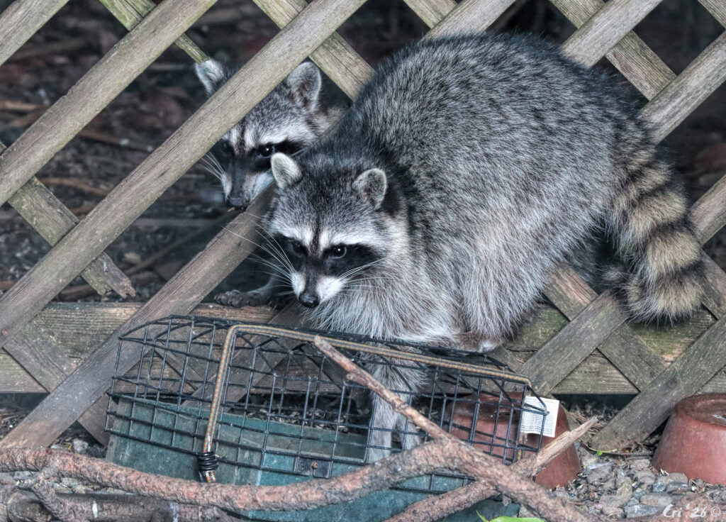 photo of two raccoons eating black oil sunflower seeds out of a ground-level caged platform bird feeder. one is on top of the feeder in front of a wooden lattice fence, the second one behind the fence.