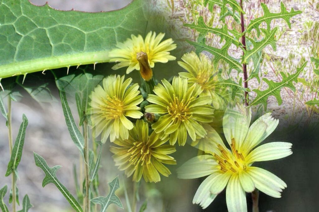 a collage of wild lettuce leaves, plants and flowers.