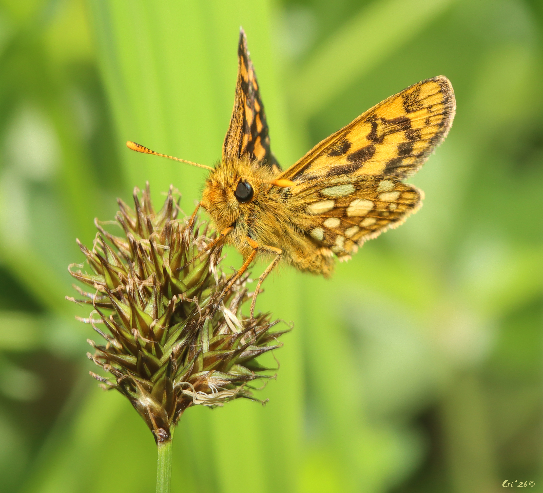 photo of an arctic skipper on the head of a sedge.