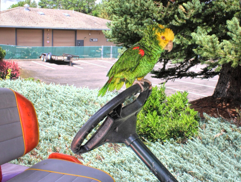photo of a double yellow headed amazon parrot on the wheel of a golf cart.