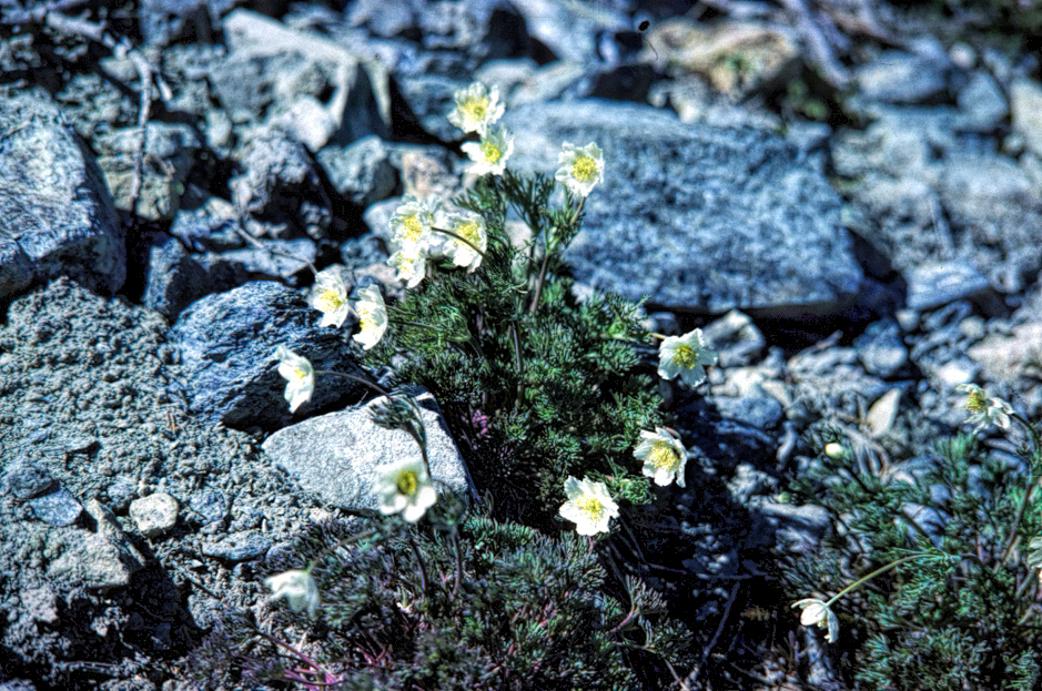photo of a group of small white flowers growing out of rocky substrate.