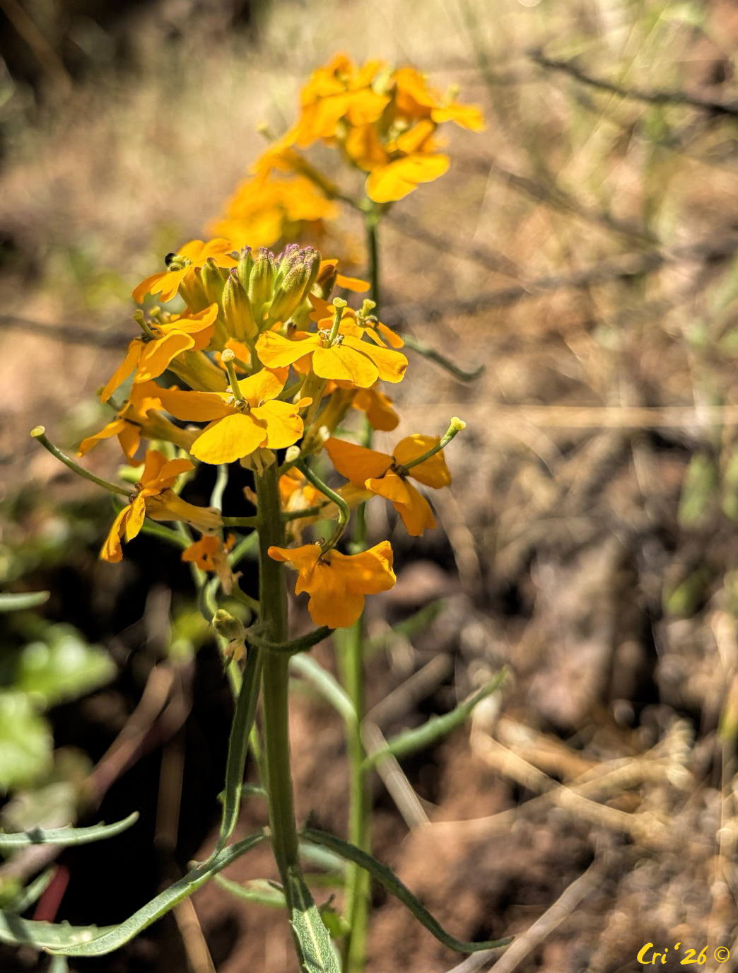 Photo of a vibrant orange flower.