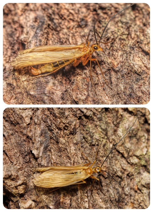 two up collage of a short-nosed scorpionfly. the top photo he is in profile facing left and you can see his scorpion like tail. bottom photo is looking down on him and he resembles a stonefly.