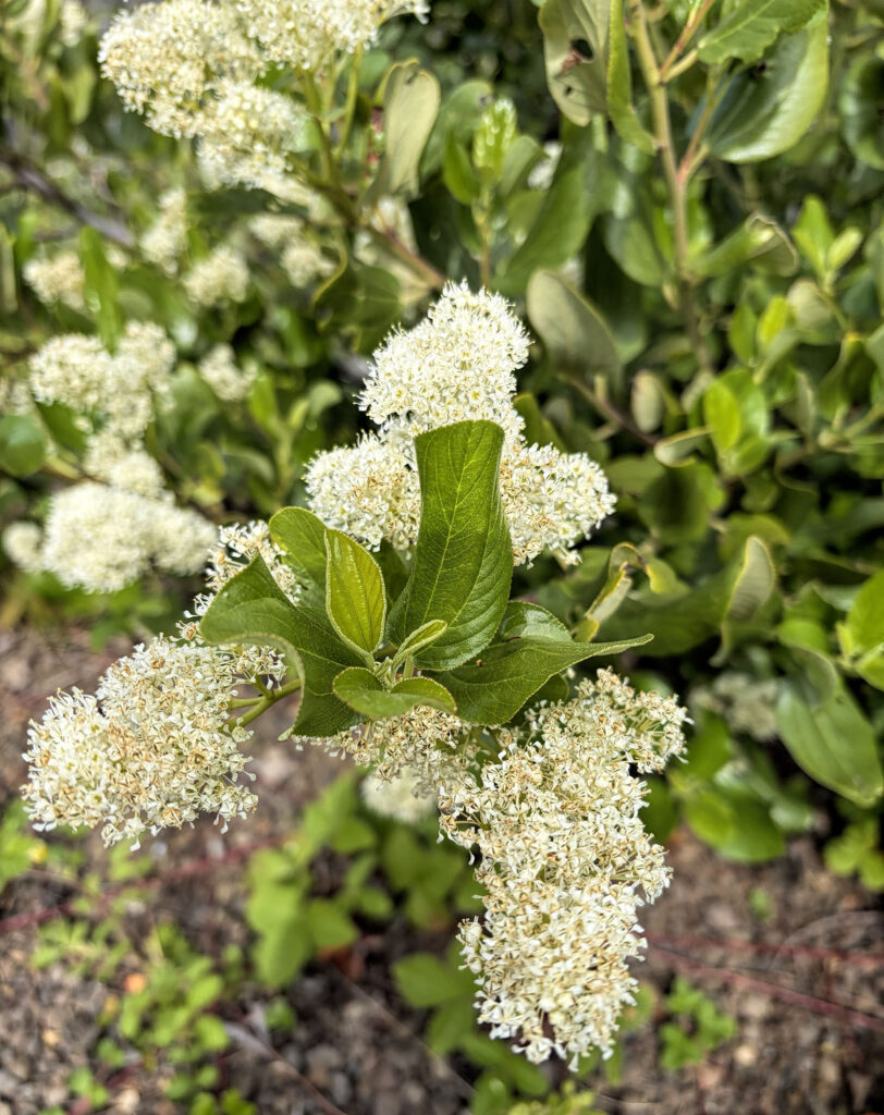 photo of a trio of white ceanothus bloom clusters and green leaves.