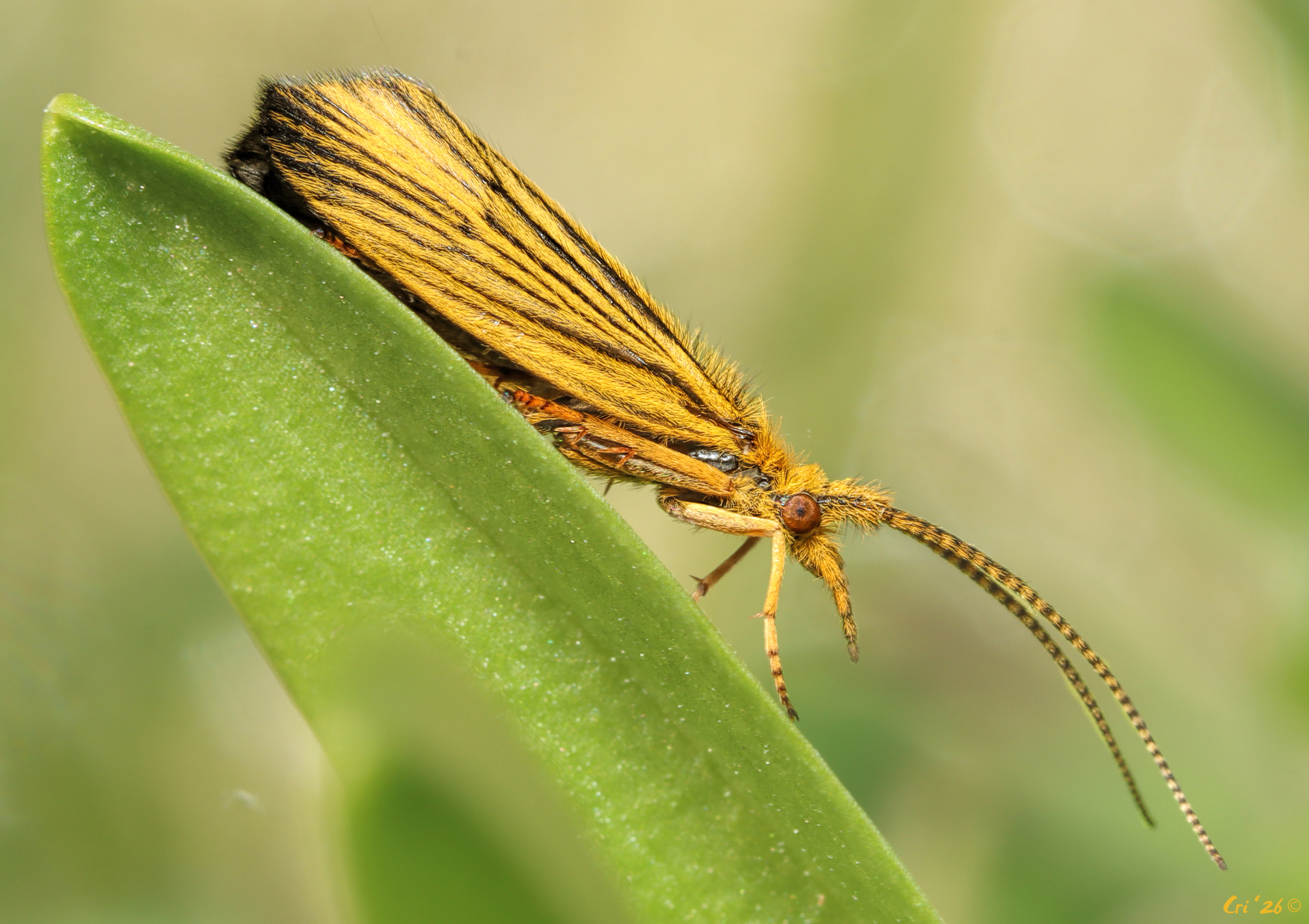 macro photo of a fuzzy orange caddisfly with black stripes on their wings. they are on a small sweet pea leaf in profile. they are facing downward at an angle to the right.