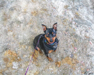 photo of a min pin dog on gravely substrate sitting and looking up at the camera. they are wearing a collar, harness and leash.