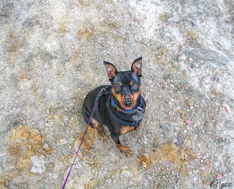 photo of a min pin dog on gravely substrate sitting and looking up at the camera. they are wearing a collar, harness and leash.