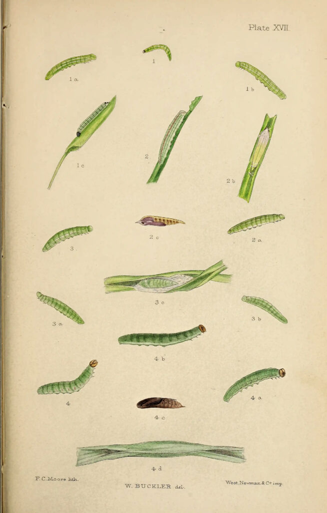 book plate of the life cycle of an Arctic skipper caterpillar.