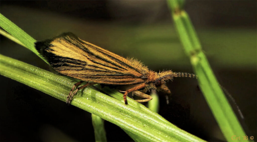 macro photo of a fuzzy orange caddisfly with black stripes on their wings. they are on a blade of grass perched in profile facing right and slightly downward.