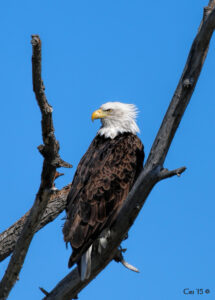 photo of an adult bald eagle perched in dead tree branches.