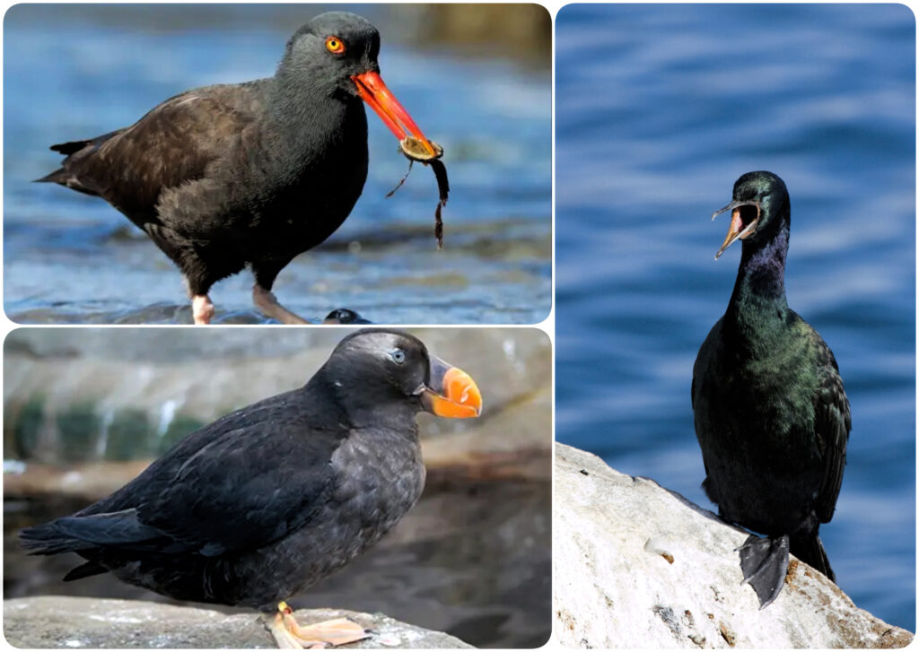 three up collage of a black oystercatcher, a pelagic cormorant and a tufted puffin in non-breeding plumage.
