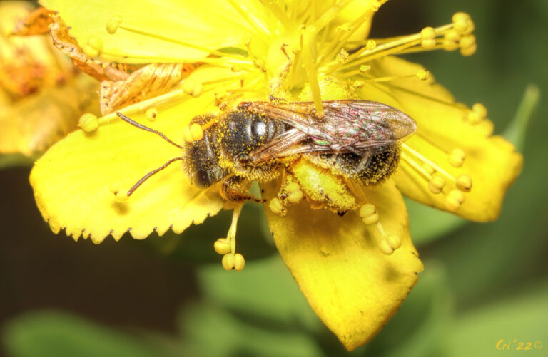photo of a metallic green bee on a st john's wort flower.