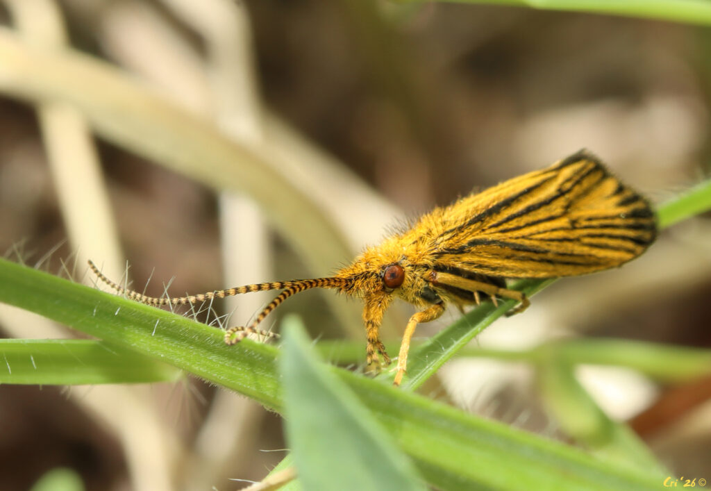 photo of a fuzzy orange caddisfly with black stripes on their wings. they are on a blade of grass facing the camera.