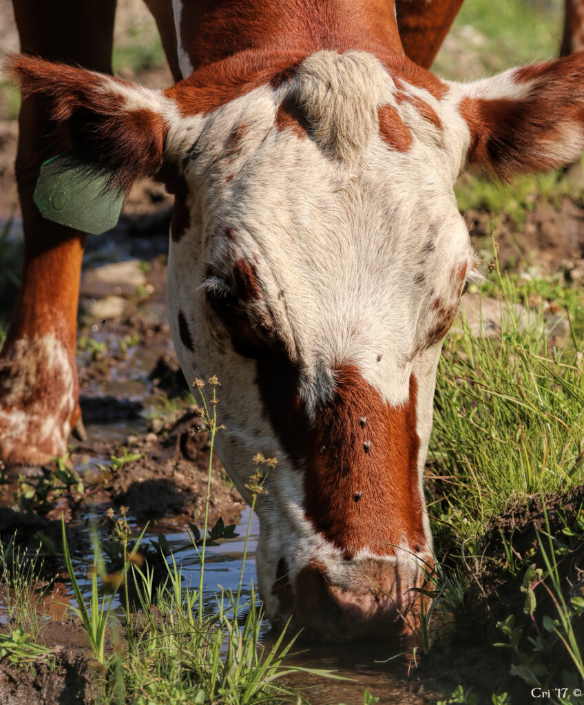 photo of a red and white cow drinking from a stream in a meadow.
