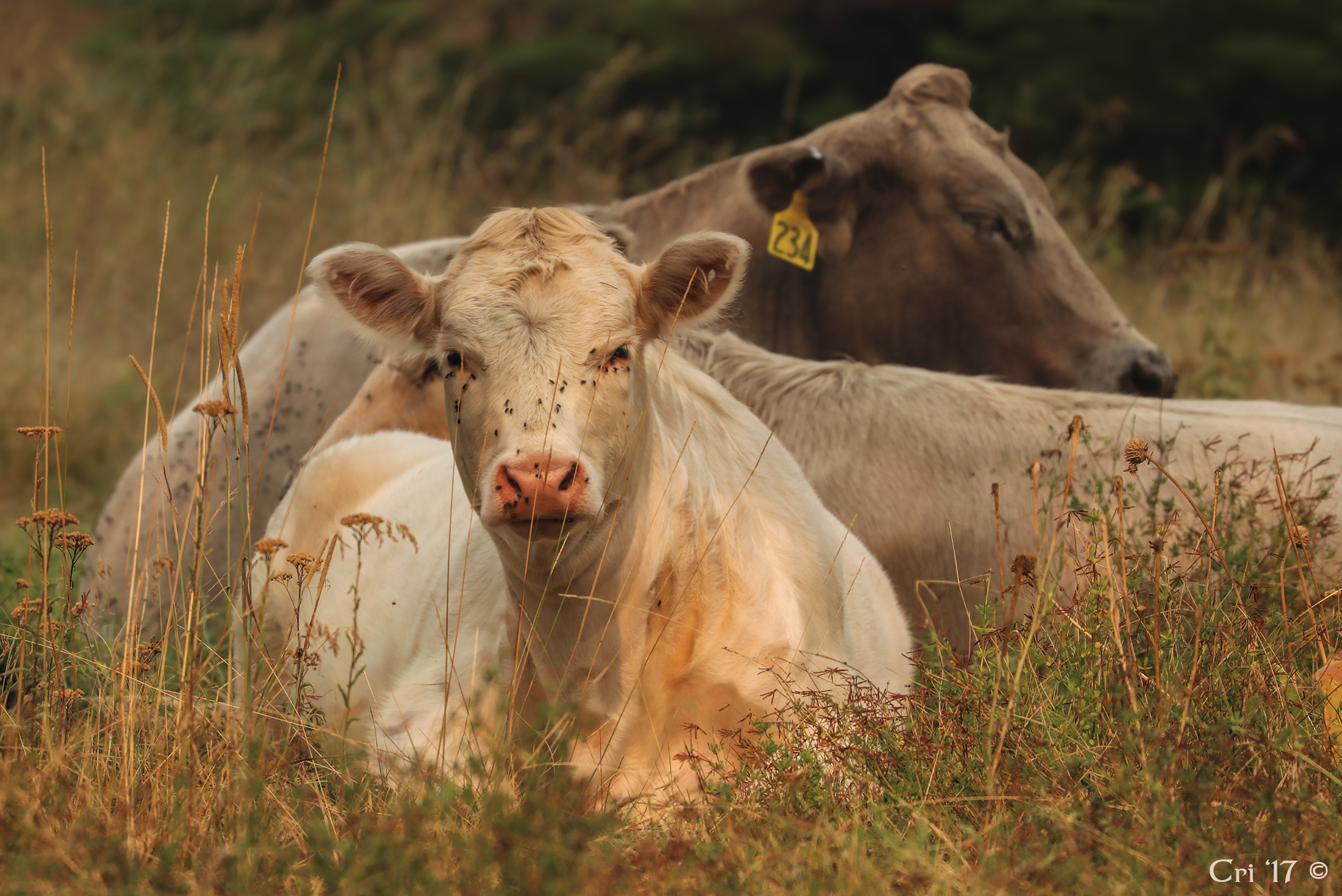 photo of three pale cows laying down in a field.