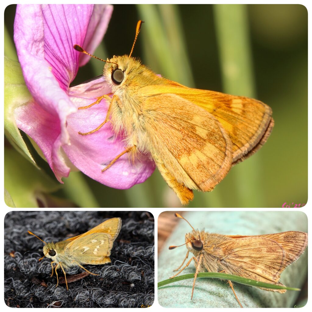three up collage of macro photos of three area skippers with faint markings.