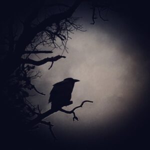 black and white graphic of a raven in tree branches.