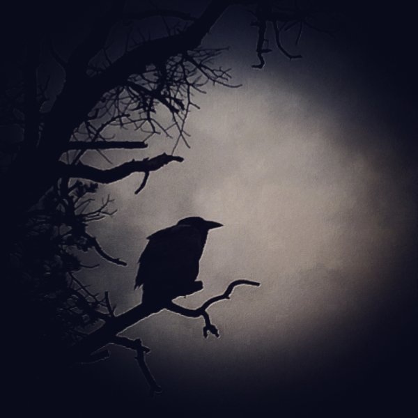 black and white graphic of a raven in tree branches.