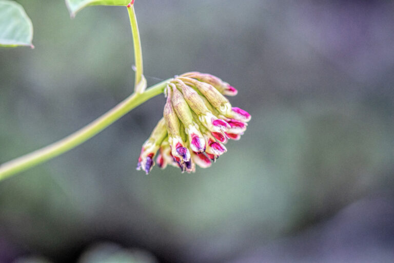 photo of a cluster of flower buds on Big Deer Vetch.